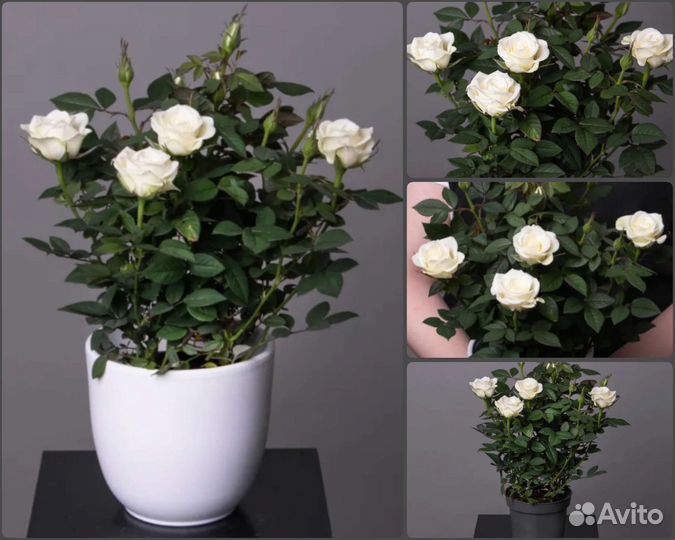 Роза Кордана