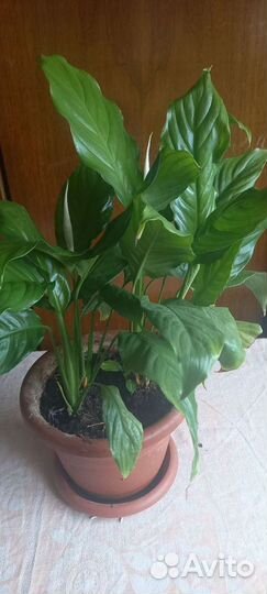 Спатифиллум