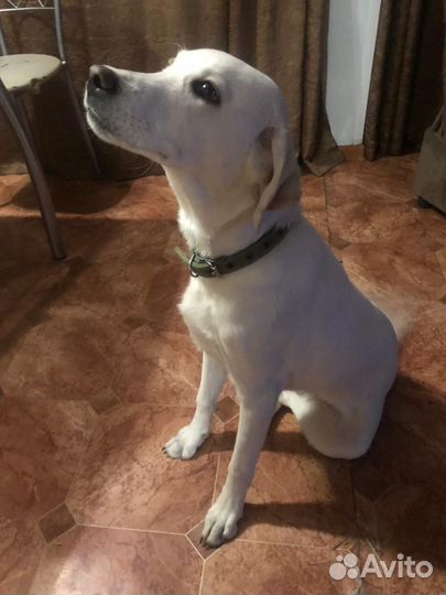 Собака Лабрадор