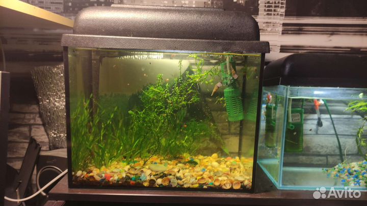 Аквариум