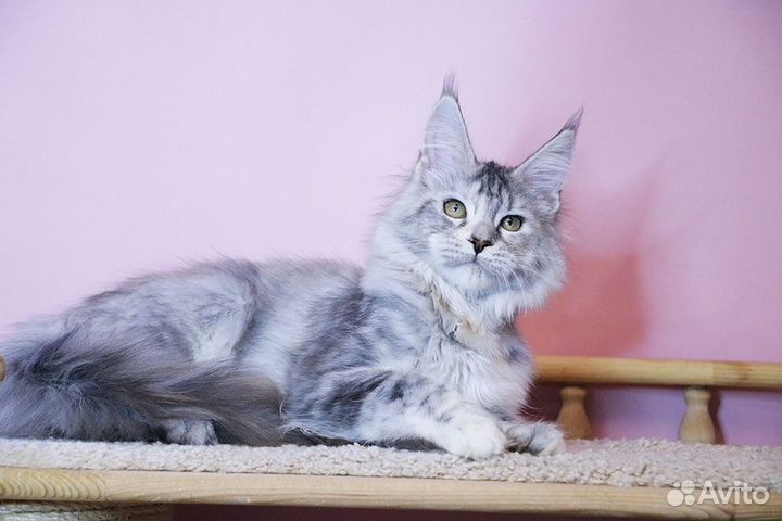Котята мейн-кун девочка