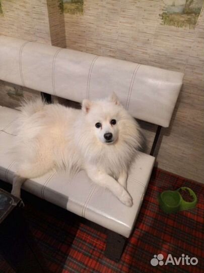 Японский шпиц ищет невесту