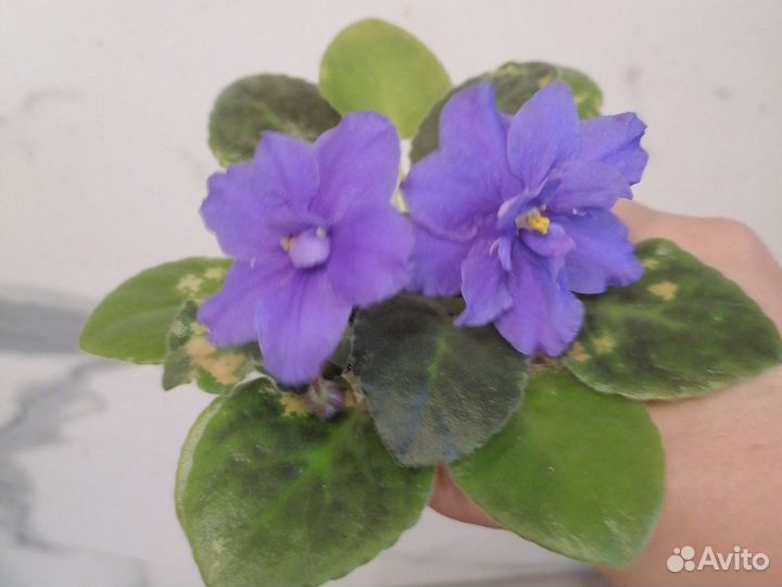 Фиалка сортовая, цветущая