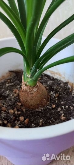 Бокарнея нолина