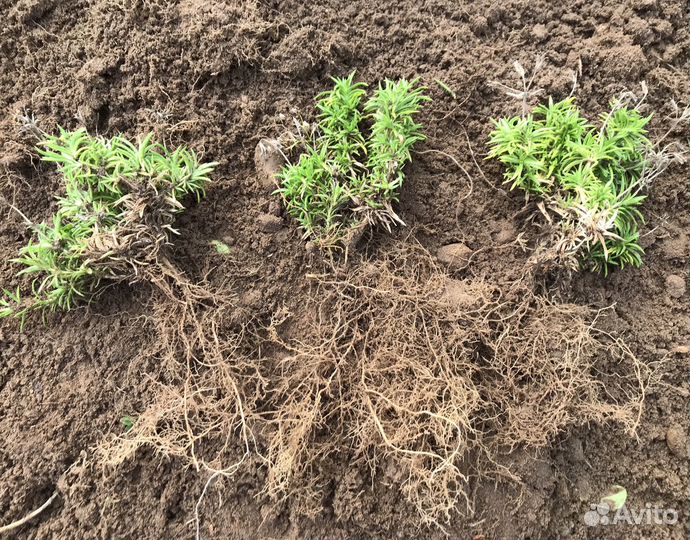 Флокс шиловидный розовый