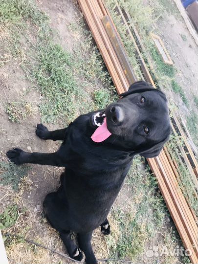 Вязка лабрадор