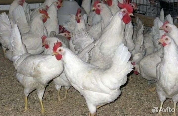 Навоз куриный