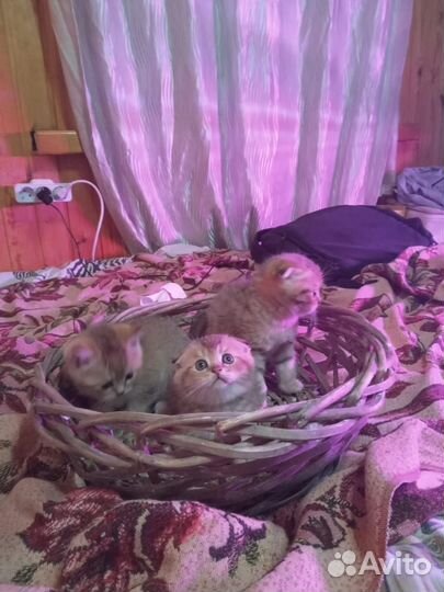 Британцы, котики