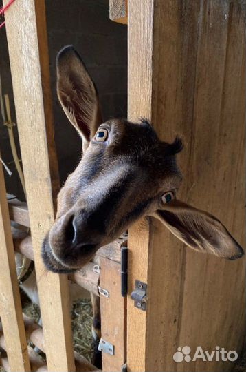 Козье молоко