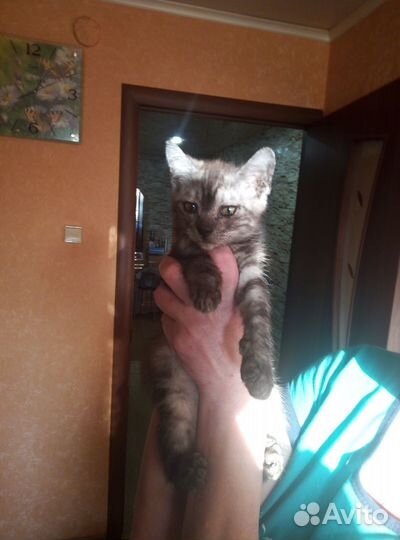 Отдам двоих кото-мальчиков