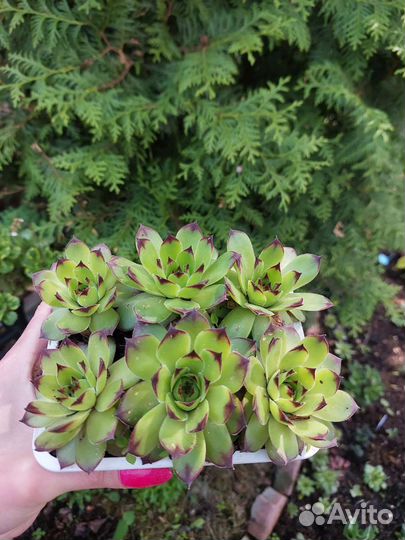 Суккуленты,почвопокровники