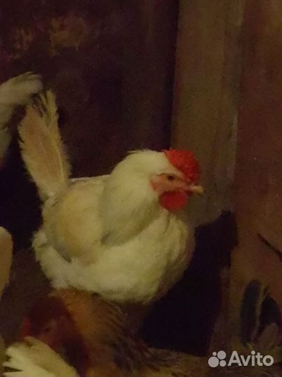 Молодые петухи