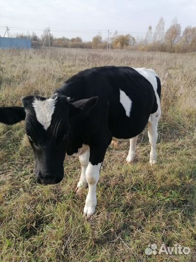 С/Хозяйство