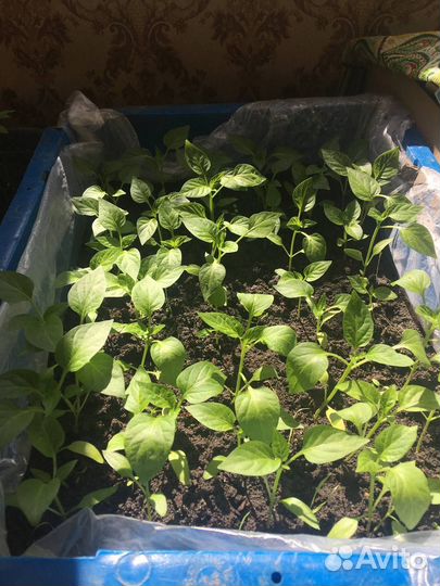 Рассада перц красный