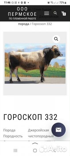 Телка айширская-джерсийская