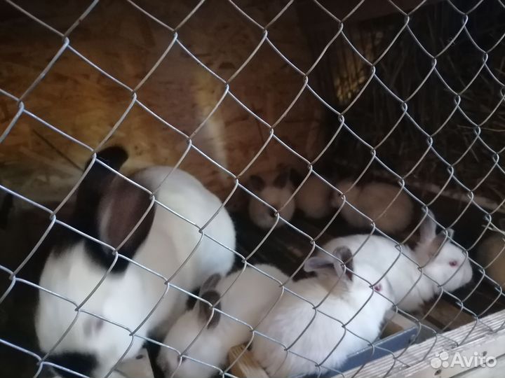 Колифорнийские Кролики мясных пород