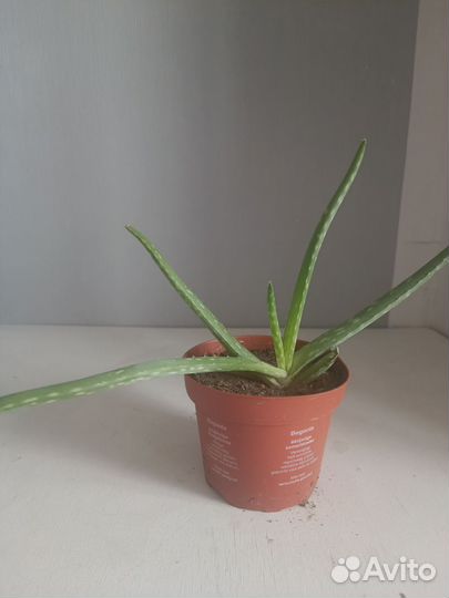 Алоэ Столетник