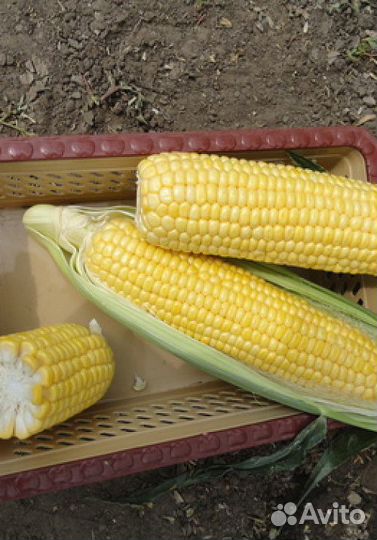 Семена Кукурузы 