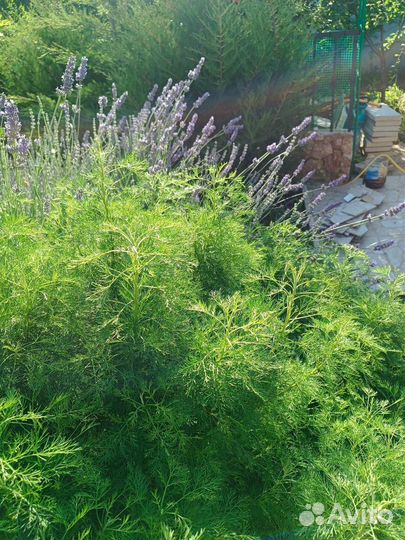 Полынь божье дерево(лимонная полынь)