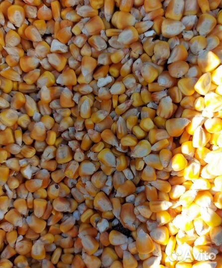 Кормовая пшеница, Фуражная кукуруза на корм