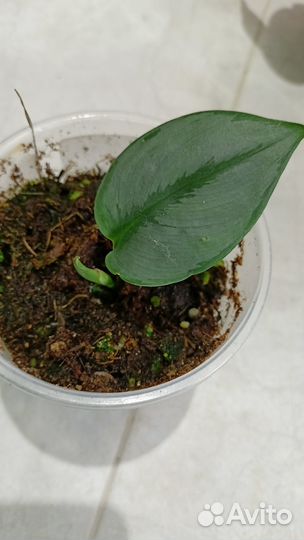 Филодендрон, сциндапсус, эпипремнум