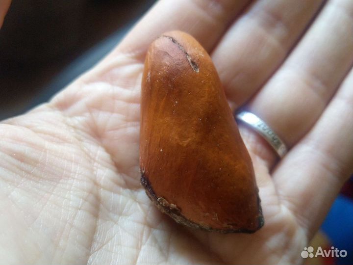 Семена Дуриана Монтонг/Коньяо