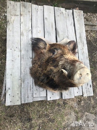 Чучело (голова) кабана