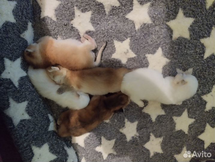 Котята золотая шиншилла