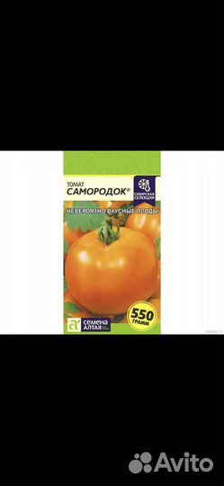 Рассада помидор