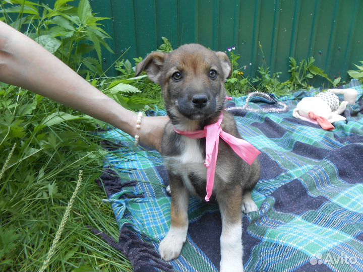 Игривый щеночек в семью