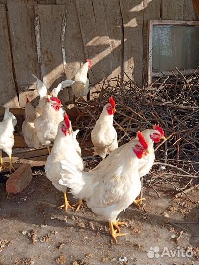 Молодые петухи