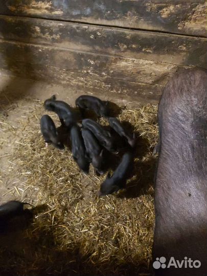 Поросята вьетнамские вислобрюхие