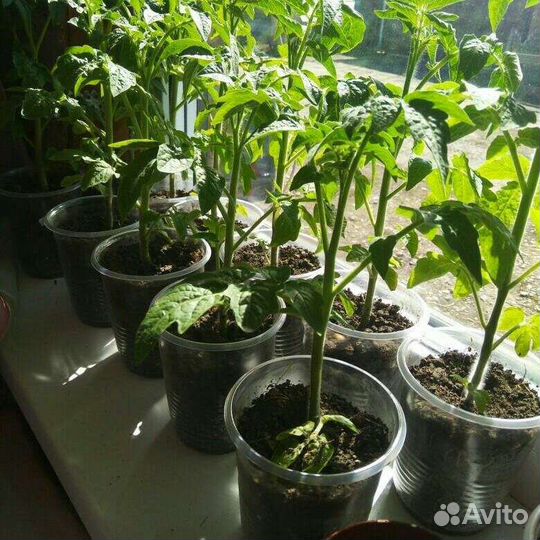 Рассада помидор на заказ