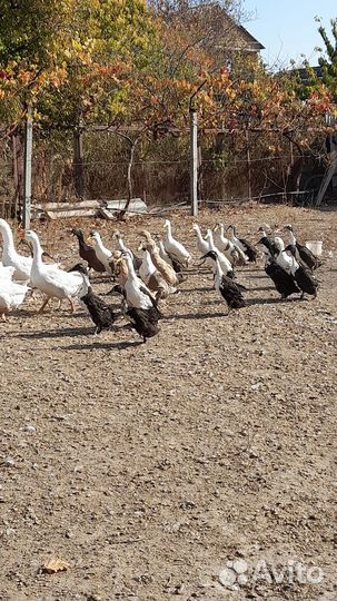 Утки индийский бегунок