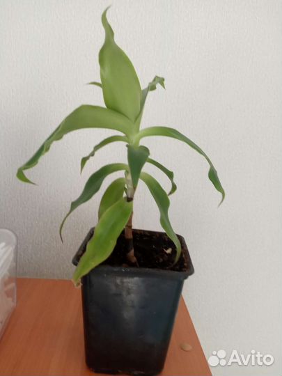 Цветок золотой ус