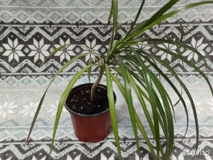 Комнатные цветы драцена