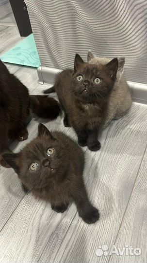 Британская