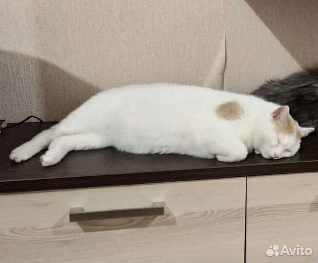 Белый котик в добрые руки