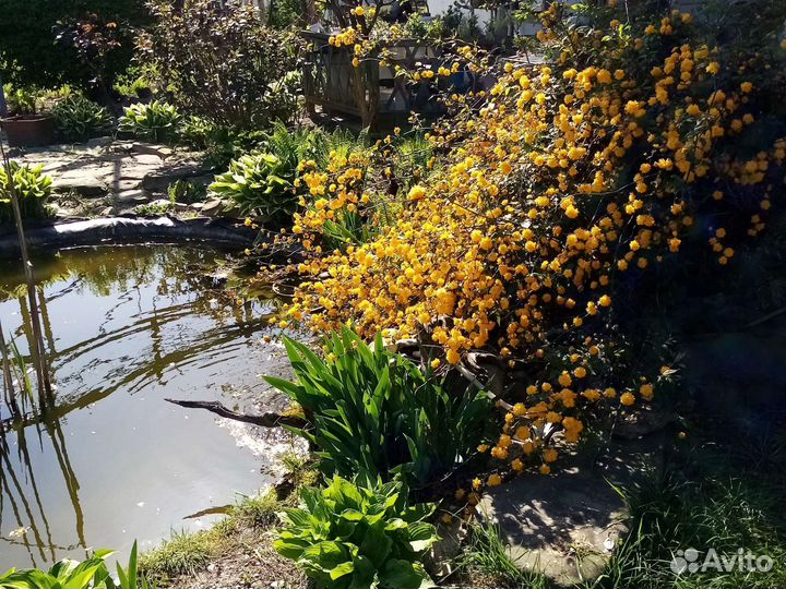 Керрия японская