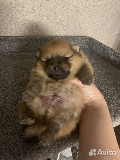 Щенок Шпица