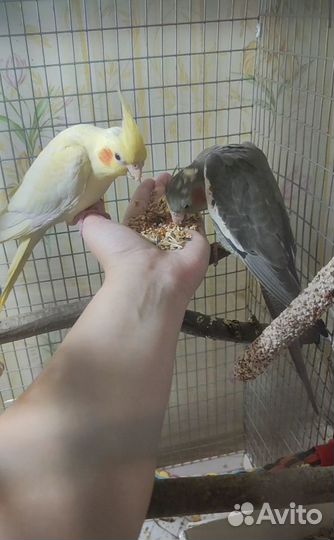 Попугаи корелла (мальчик и девочка)