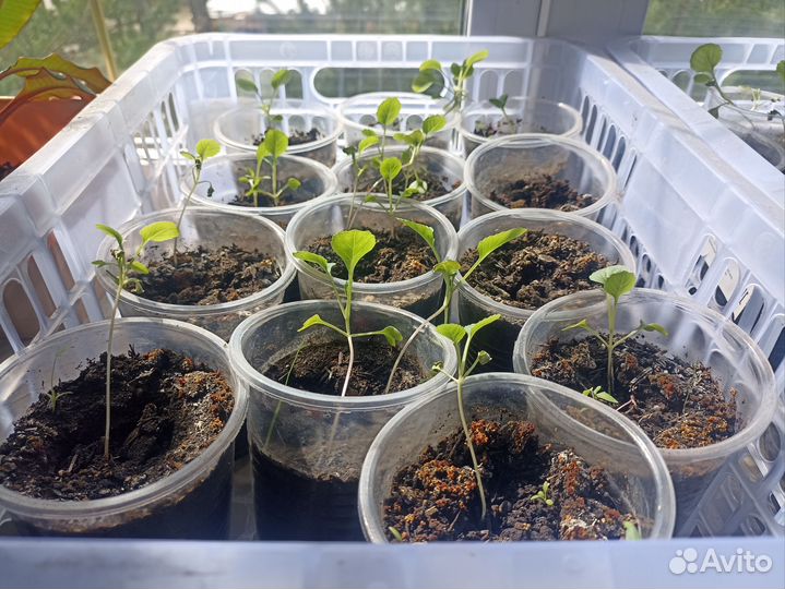 Рассада овощей