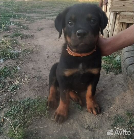 Щенки ротвейлера
