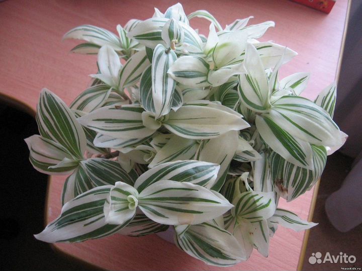 Традесканция Приречная вариегатная