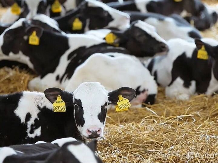 Бычки и телята на откорм, мясные