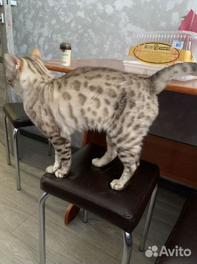 Вязка бенгальский кот