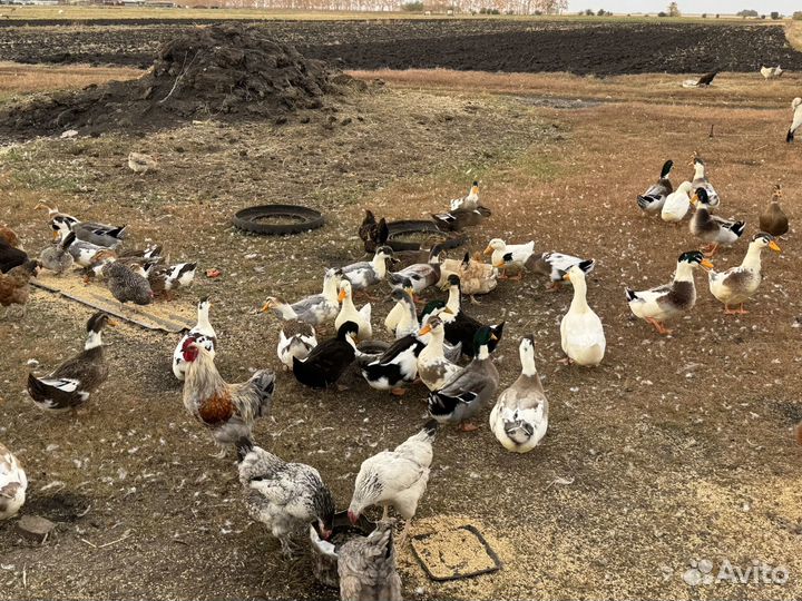 Утка русская на мясо и на завод