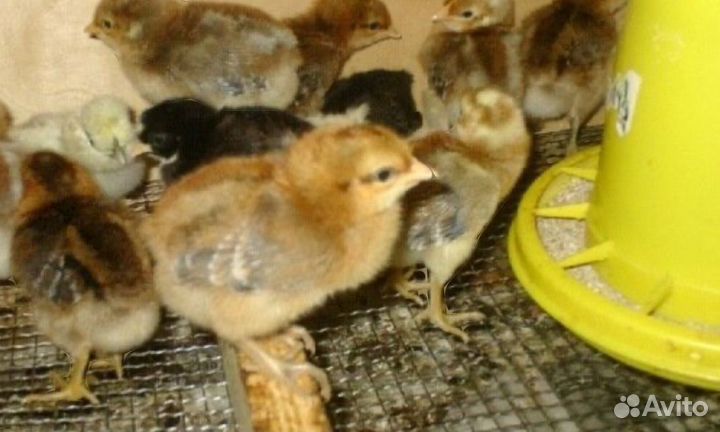Цыплята кур элитных пород: орпингтон, виандот и др