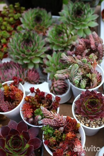 Уличные суккуленты