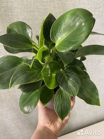Филодендрон биркин и кашпо Икея